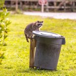 Raccoon Removal